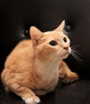 Henry - Declawed