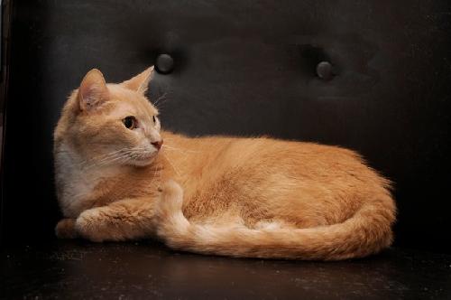 Henry - Declawed