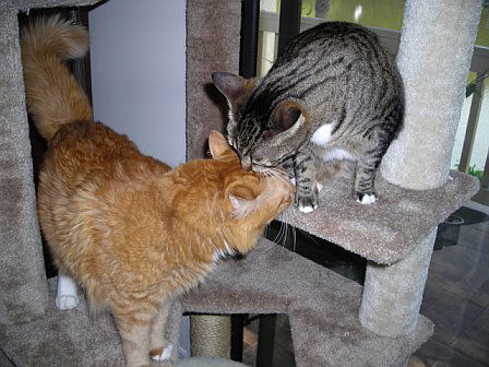 Buster and Roxy ~ DECLAWED