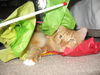 Buster and Roxy ~ DECLAWED