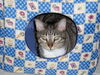 Buster and Roxy ~ DECLAWED