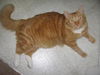 Buster and Roxy ~ DECLAWED