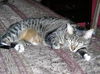 Buster and Roxy ~ DECLAWED