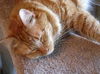 Buster and Roxy ~ DECLAWED