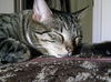 Buster and Roxy ~ DECLAWED