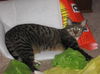 Buster and Roxy ~ DECLAWED