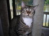 Buster and Roxy ~ DECLAWED