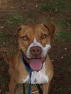 Kailua the Kid Loving Boxer