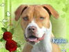 Kailua the Kid Loving Boxer