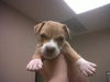 Kailua the Kid Loving Boxer