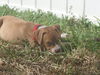 Kailua the Kid Loving Boxer