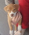 Kailua the Kid Loving Boxer