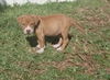 Kailua the Kid Loving Boxer