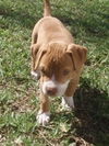 Kailua the Kid Loving Boxer