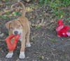 Kailua the Kid Loving Boxer