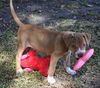 Kailua the Kid Loving Boxer