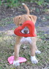 Kailua the Kid Loving Boxer