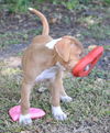 Kailua the Kid Loving Boxer