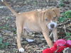 Kailua the Kid Loving Boxer