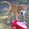 Kailua the Kid Loving Boxer