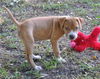 Kailua the Kid Loving Boxer