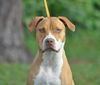 Kailua the Kid Loving Boxer