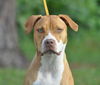 Kailua the Kid Loving Boxer