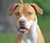 Kailua the Kid Loving Boxer
