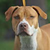 Kailua the Kid Loving Boxer