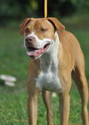 Kailua the Kid Loving Boxer