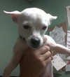 Cookie the Chihuahua