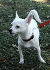 Cookie the Chihuahua