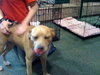 Twinkle the Lab Mix