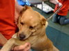 Twinkle the Lab Mix