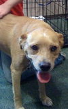 Twinkle the Lab Mix
