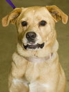Twinkle the Lab Mix