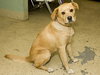 Twinkle the Lab Mix