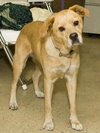Twinkle the Lab Mix