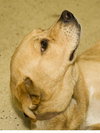 Twinkle the Lab Mix