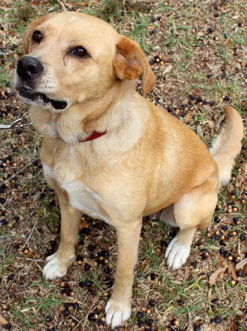 Twinkle the Lab Mix