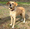 Twinkle the Lab Mix