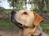 Twinkle the Lab Mix