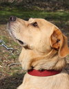 Twinkle the Lab Mix
