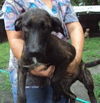 Tiger the Trained Plott Hound Mix