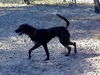 Tiger the Trained Plott Hound Mix