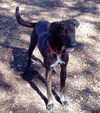 Tiger the Trained Plott Hound Mix