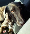 Tiger the Trained Plott Hound Mix