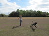 Tiger the Trained Plott Hound Mix