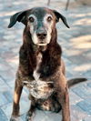 Tiger the Trained Plott Hound Mix