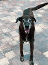 Tiger the Trained Plott Hound Mix